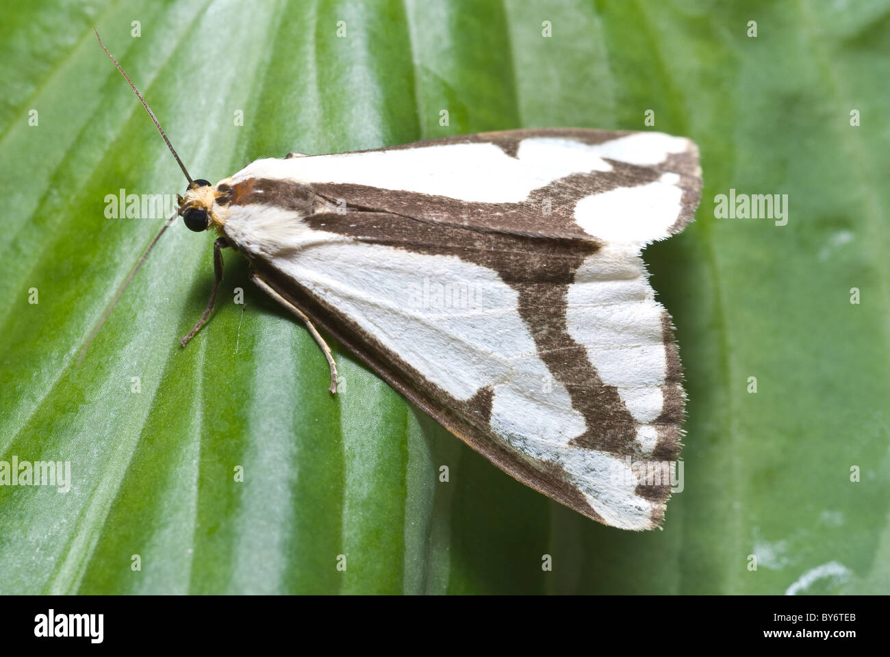 Haploa Motten; Haploa Lecontei; Ordnung Lepidoptera; Unterordnung Macrolepidoptera Stockfoto