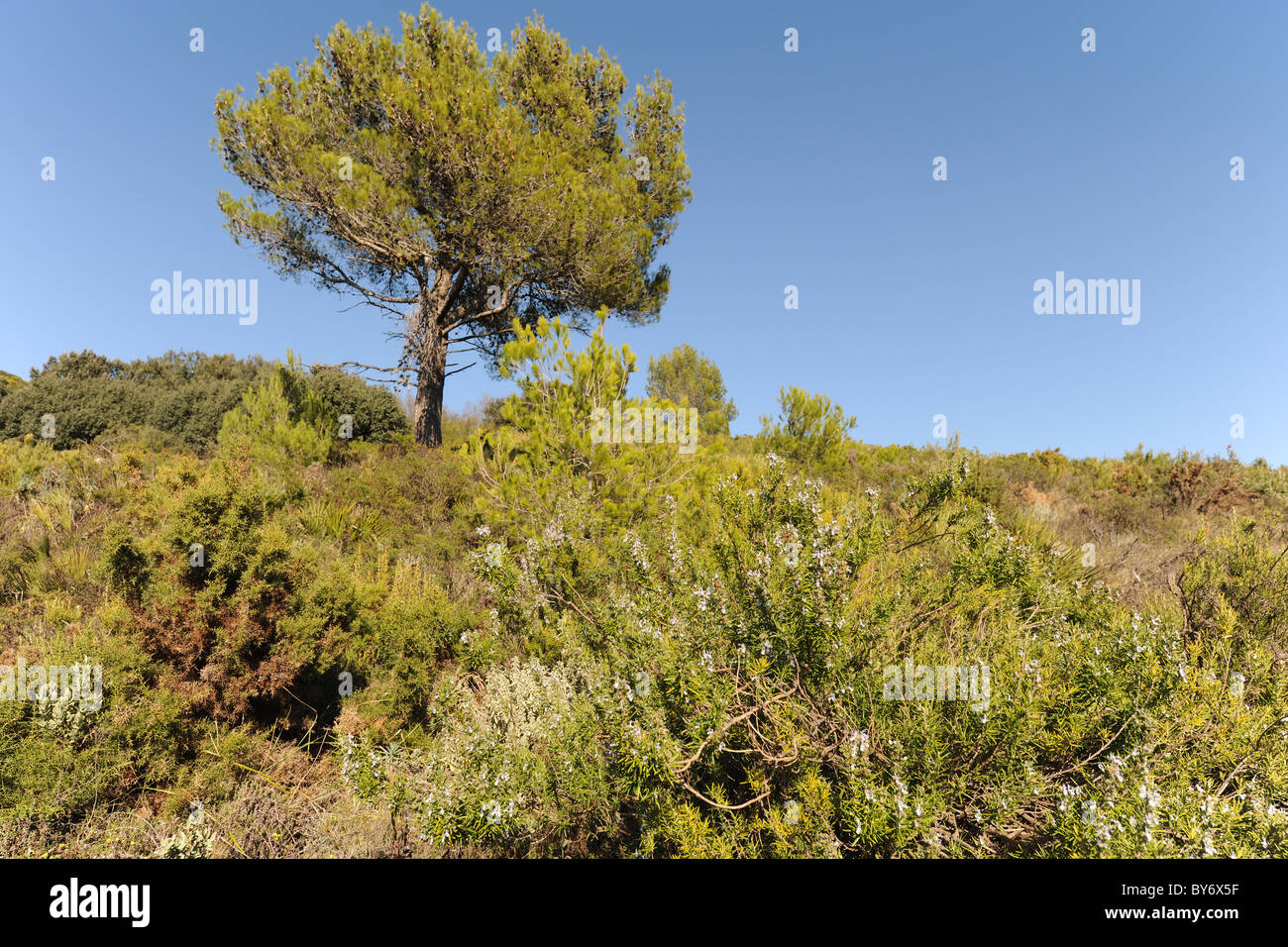 Kiefer Baum und Rosmarin in Blüte, n die Bergen nahe Benimaurell, Vall de Laguart, Provinz Alicante, Valencia, Spanien Stockfoto