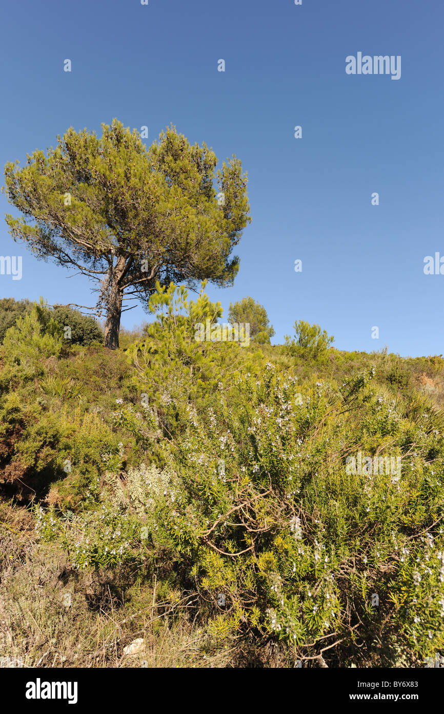Wilder Rosmarin und Kiefer Baum, in den Bergen in der Nähe von Benimaurell, Vall de Laguart, Provinz Alicante, Valencia, Spanien Stockfoto