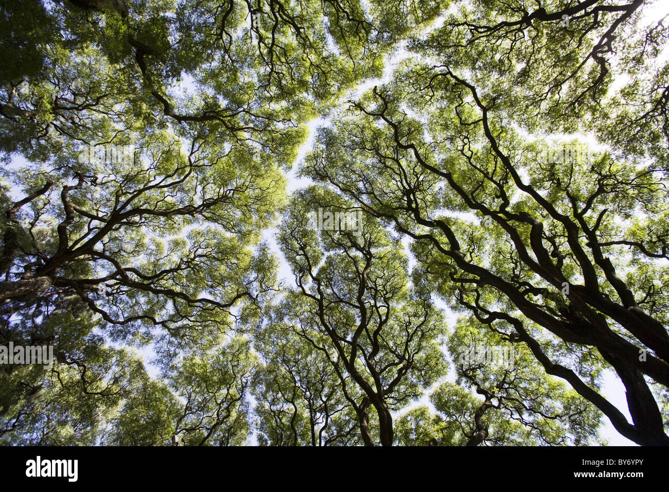 Baum Kunst im Park am Plaza Libertador General San Martin, Buenos Aires, Argentinien, Südamerika, Amerika Stockfoto