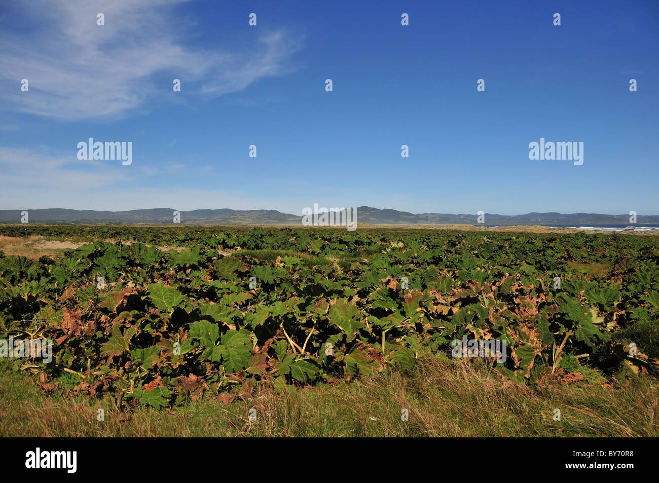 "Chilenischen Rhabarber" (Gunnera Tinctoria) wachsen auf den wilden Strand Sand von Bahia Cocotue, Pacific Coast von Chiloe Insel, Chile Stockfoto