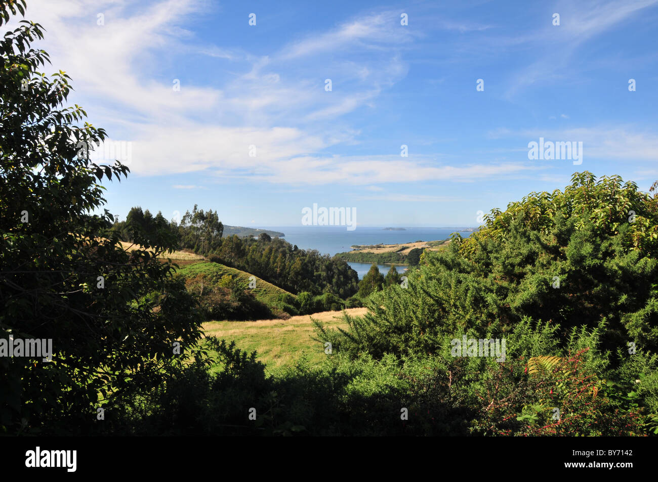 Blauer Himmelsblick Ginster, Bäume und Gras auf Valleysides mit Blick auf den Golf von Ancud, in der Nähe von Quatelmahue, Chiloé Insel, Chile Stockfoto