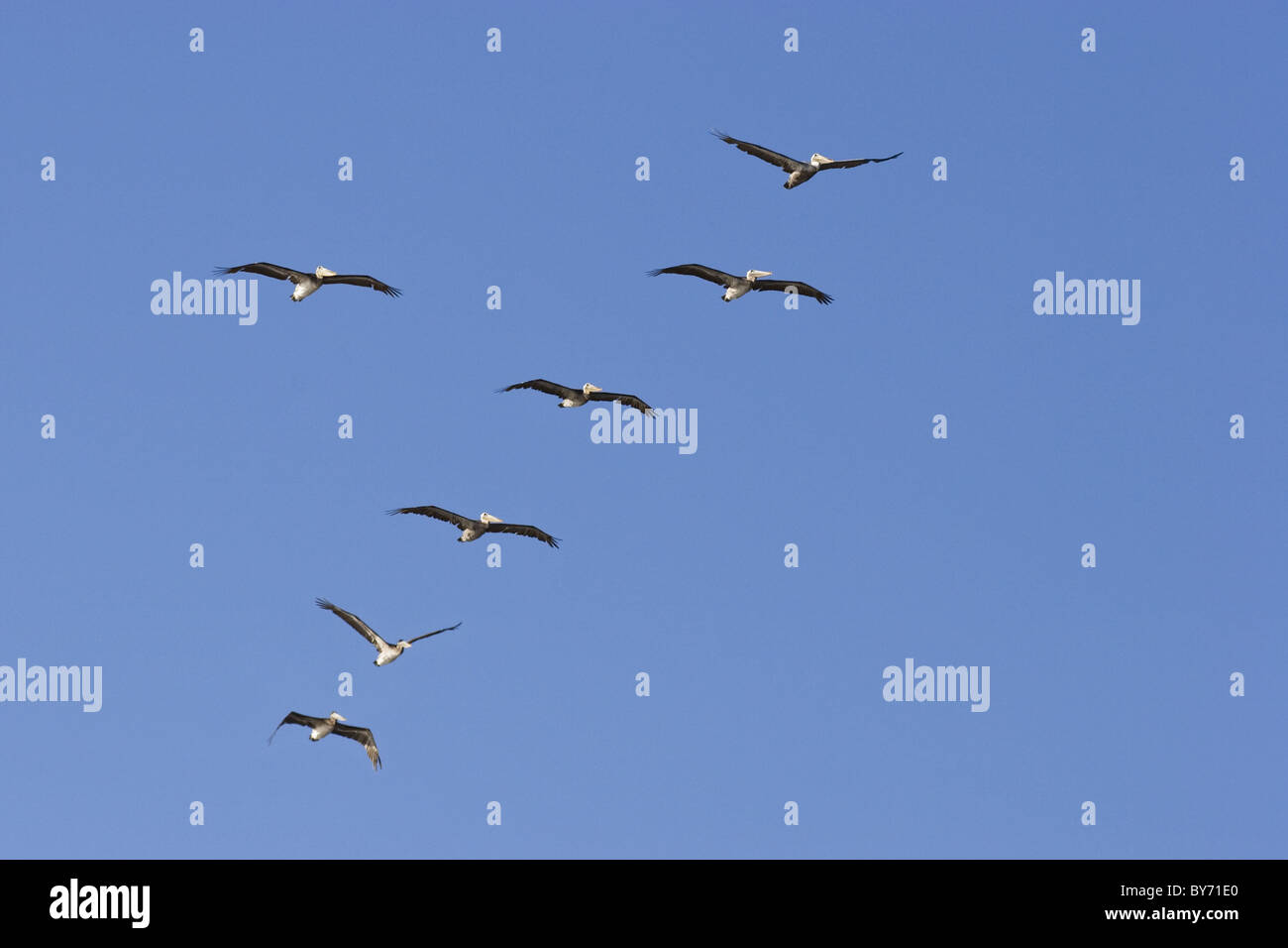 Braune Pelikane, Pelecanus Occidentalis, Westküste, Pacific, Olympic Halbinsel, Washington, USA Stockfoto