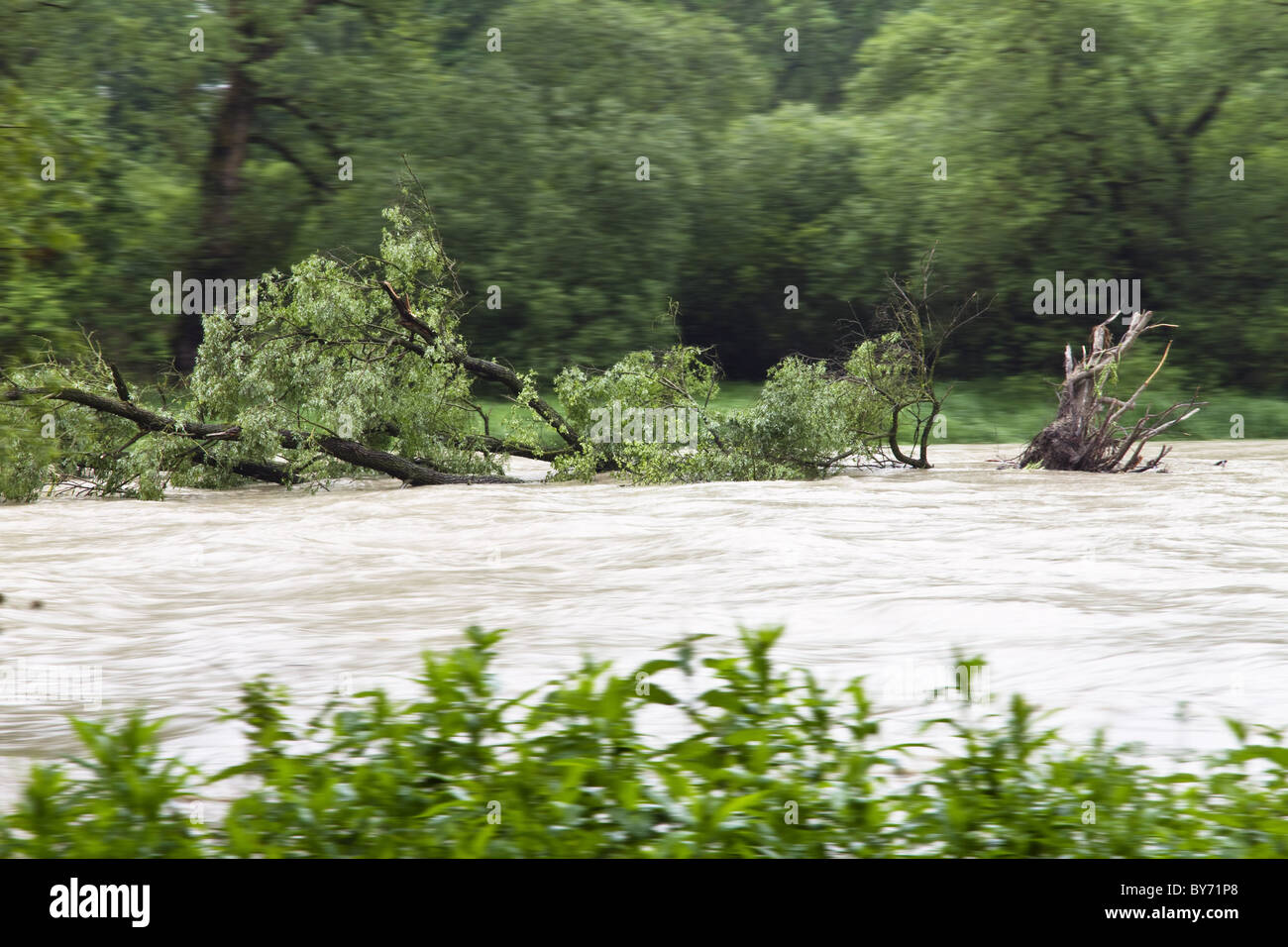 Entwurzelte Baum im Hochwasser der Isarauen, in der Nähe von Moosburg, Isar Cycle Route, Bayern, Deutschland Stockfoto