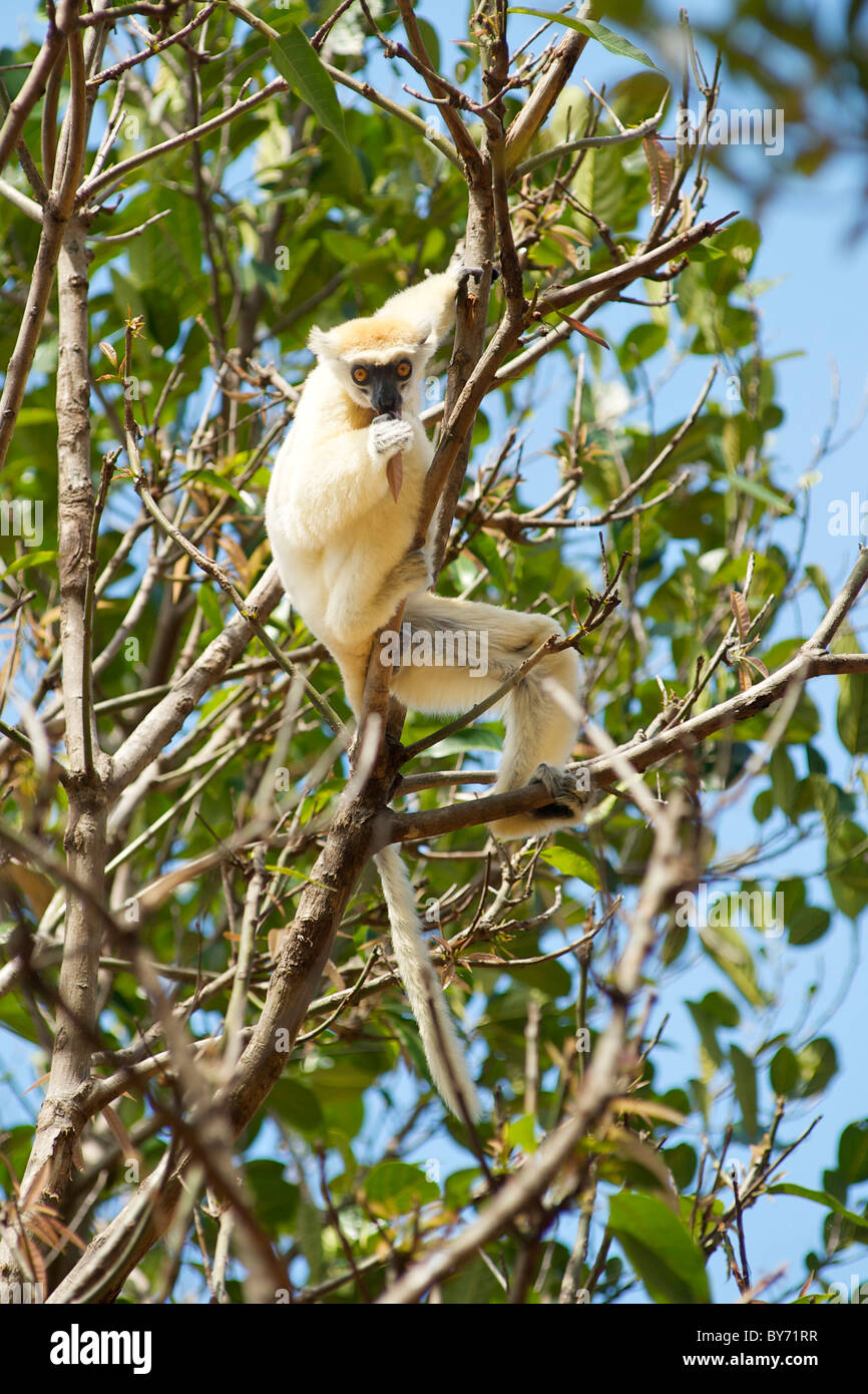 Golden-gekrönter Sifaka (Propithecus Tattersalli) in den Bäumen der Daraina Reserve im Nordosten Madagaskars. Stockfoto