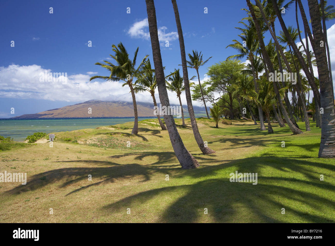 Palmen am Mai Poina'Oe La'u State Park, Pu'u Kukui, North Kihei, Maui, Hawaii, USA, Amerika Stockfoto