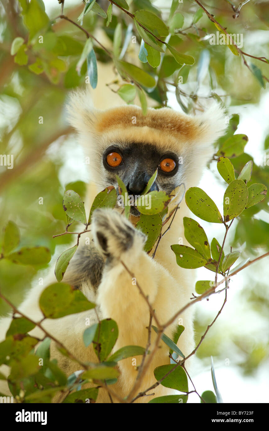 Golden-gekrönter Sifaka (Propithecus Tattersalli) in den Bäumen der Daraina Reserve im Nordosten Madagaskars. Stockfoto