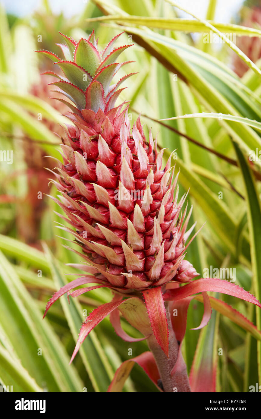 Dole ananas plantage Stockfotos und bilder Kaufen Alamy