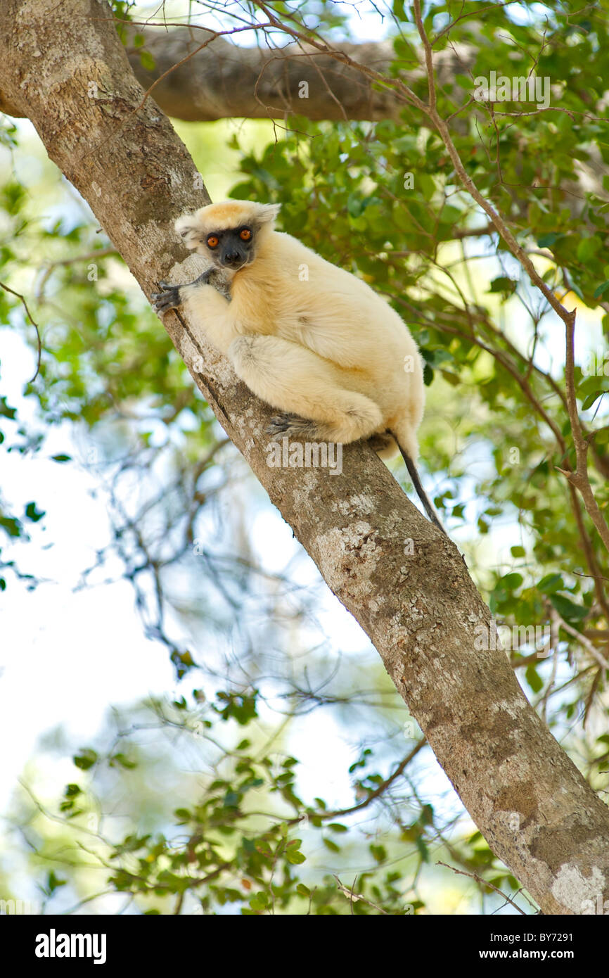 Golden-gekrönter Sifaka (Propithecus Tattersalli) in den Bäumen der Daraina Reserve im Nordosten Madagaskars. Stockfoto