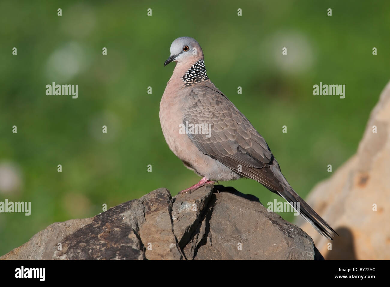 Gefleckte Taube (Streptopelia Chinensis) Stockfoto