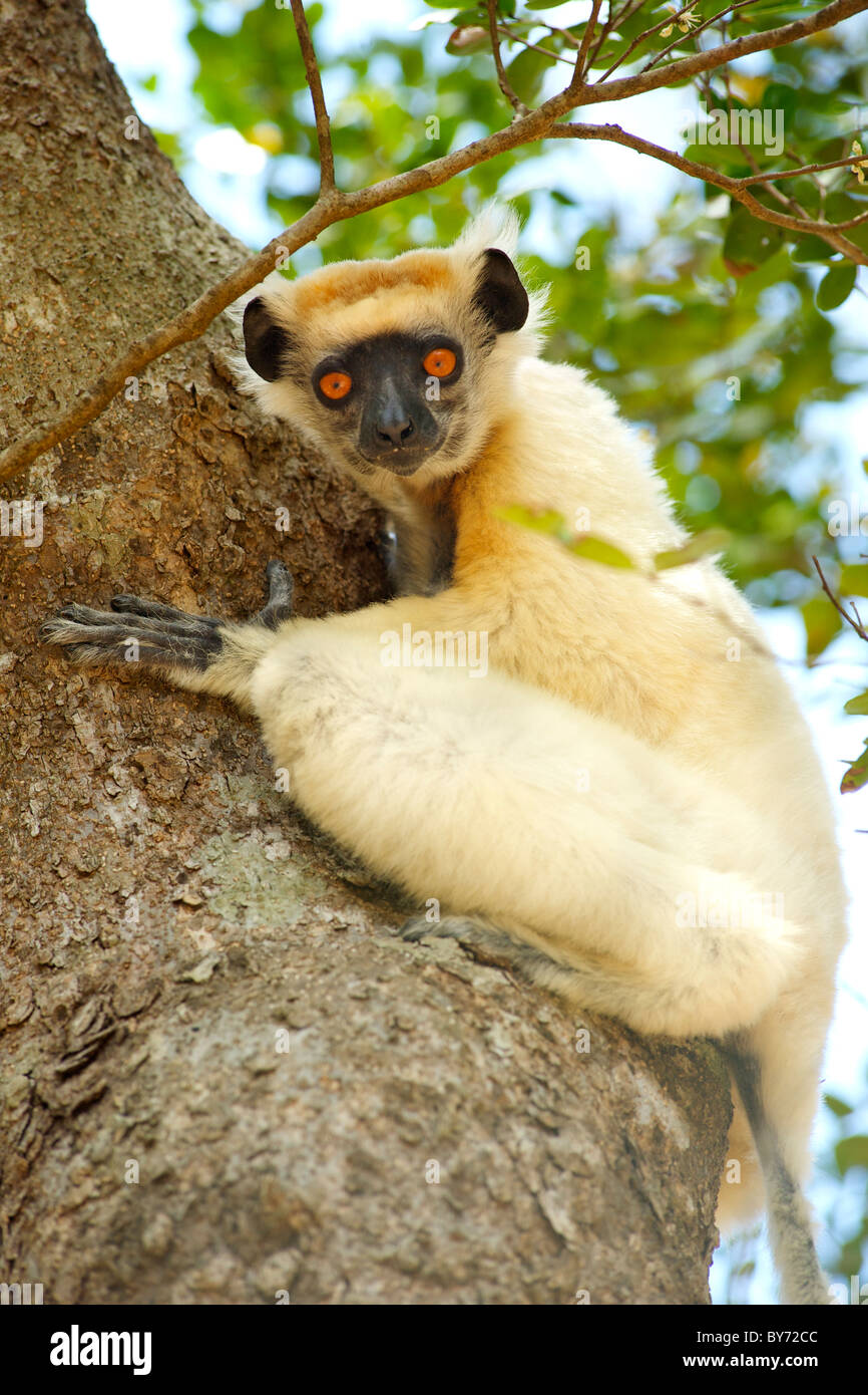 Golden-gekrönter Sifaka (Propithecus Tattersalli) in den Bäumen der Daraina Reserve im Nordosten Madagaskars. Stockfoto