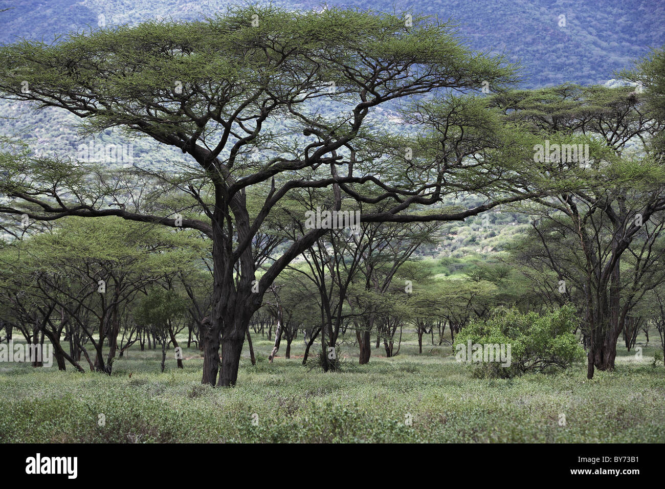 Akazien, Kenia, Afrika Stockfoto