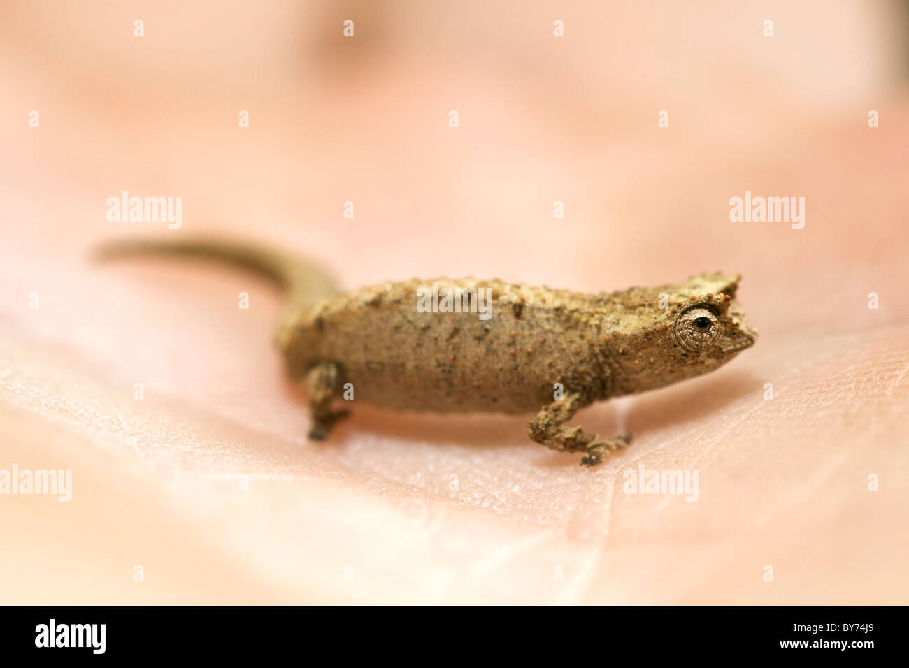 Zwerg oder Minute Blatt Chamäleon auf den Fingern der Hand eines Mannes im Montagne D'Ambre National Park im Norden von Madagaskar. Stockfoto