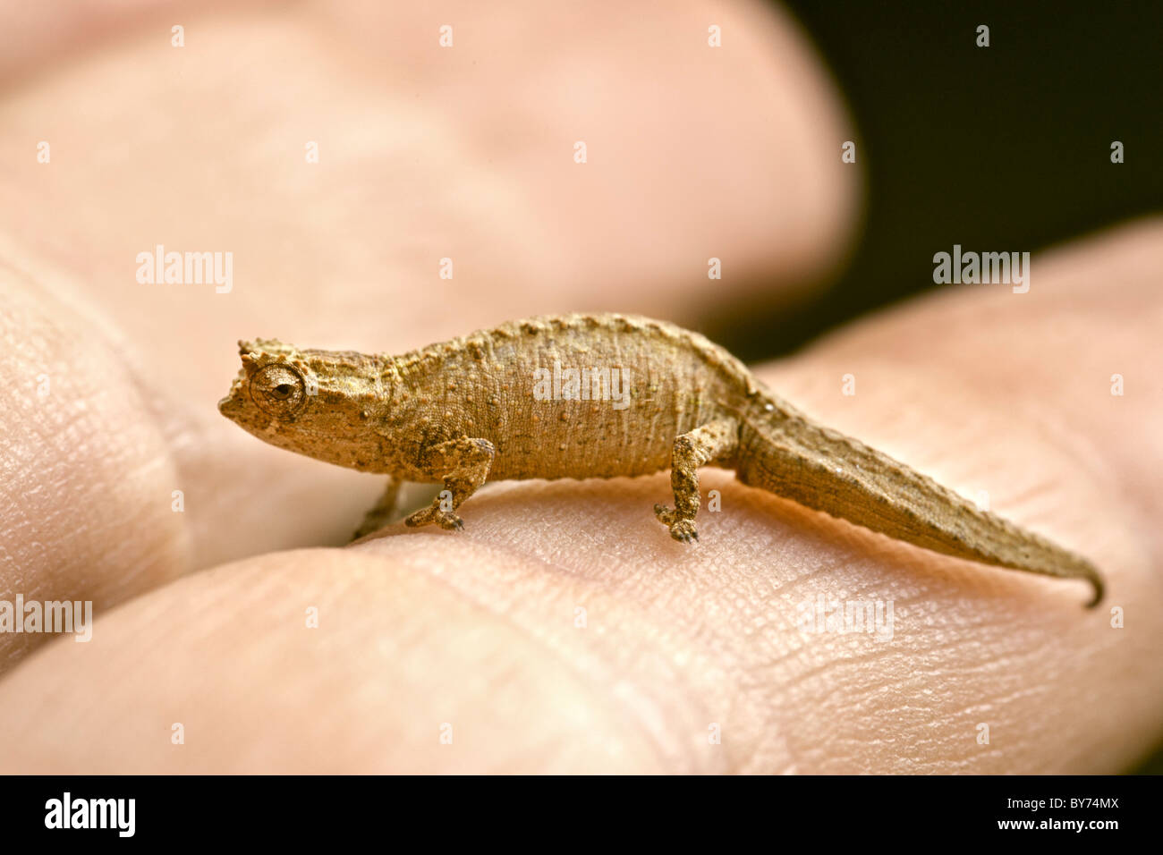 Zwerg oder Minute Blatt Chamäleon auf den Fingern der Hand eines Mannes im Montagne D'Ambre National Park im Norden von Madagaskar. Stockfoto