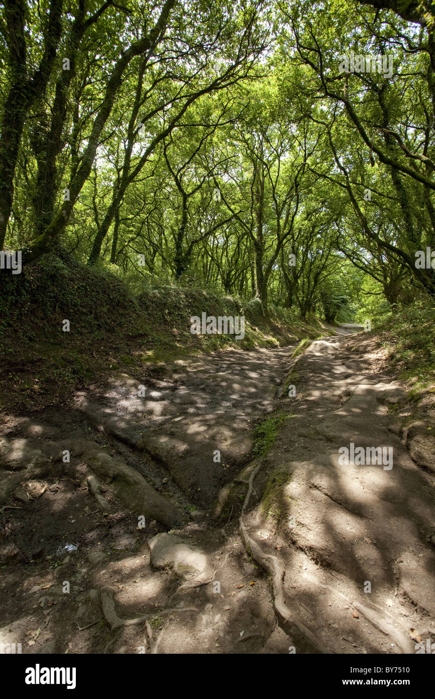 Versunkene Gasse in der Nähe von Palas de Rei, Camino Frances, Jakobsweg, Jakobsweg, Pilgerweg, UNESCO-Weltkulturerbe, Europa Stockfoto