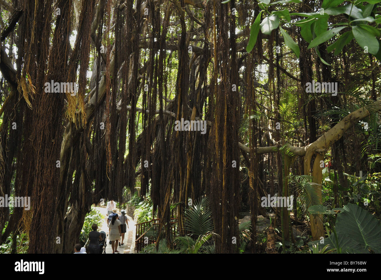 Riesige gummibume -Fotos und -Bildmaterial in hoher Auflsung  Alamy