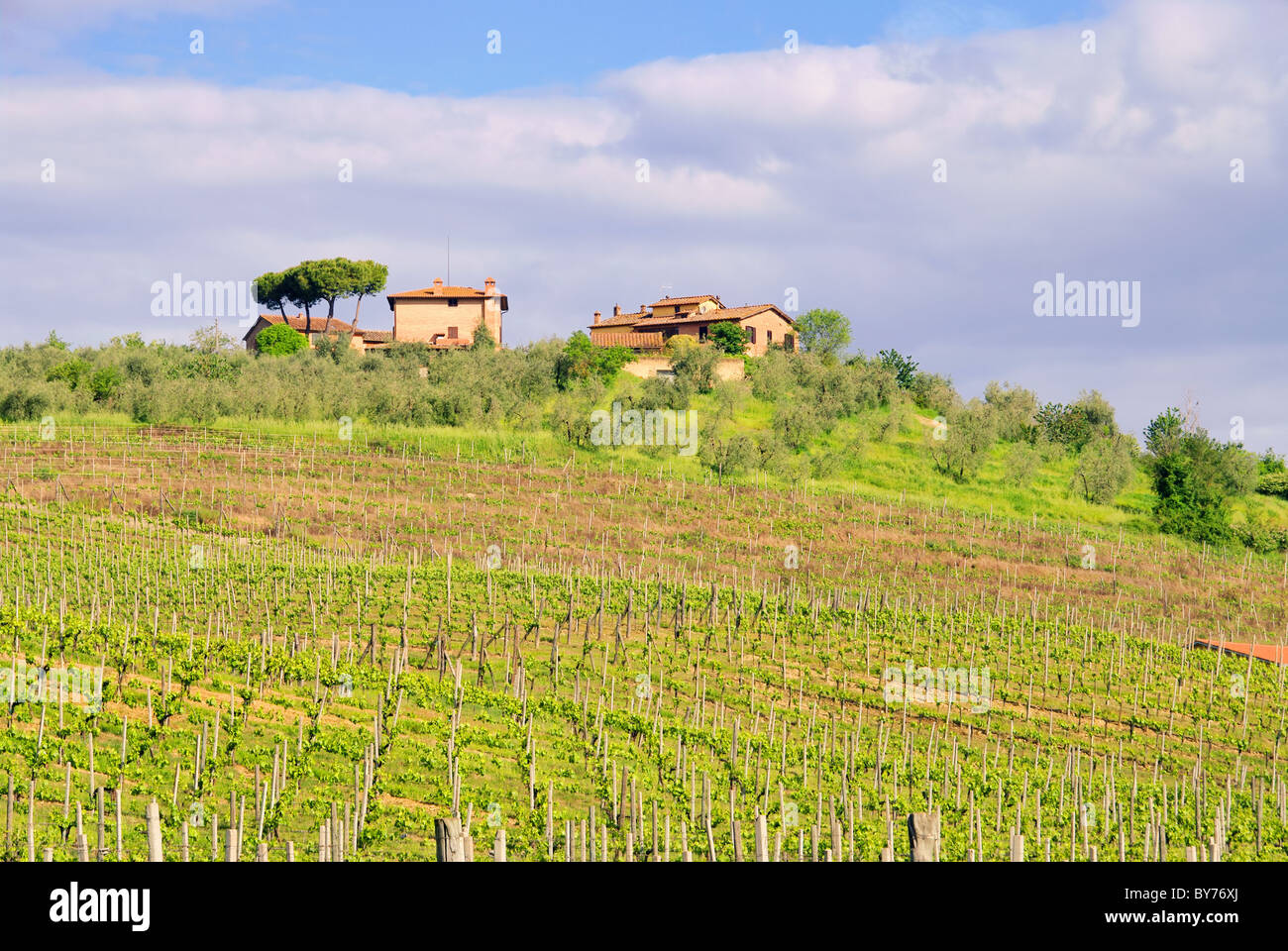 Toskana Weingut - Tuscany Weinberg 02 Stockfoto