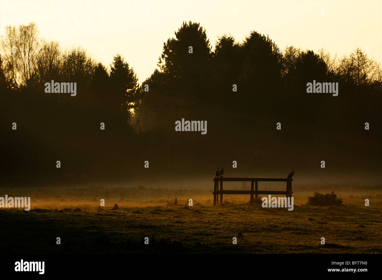 Bauern sitzen auf einem Zaun in einem Feld mit Abend Sonnenlicht hinter Stockfoto