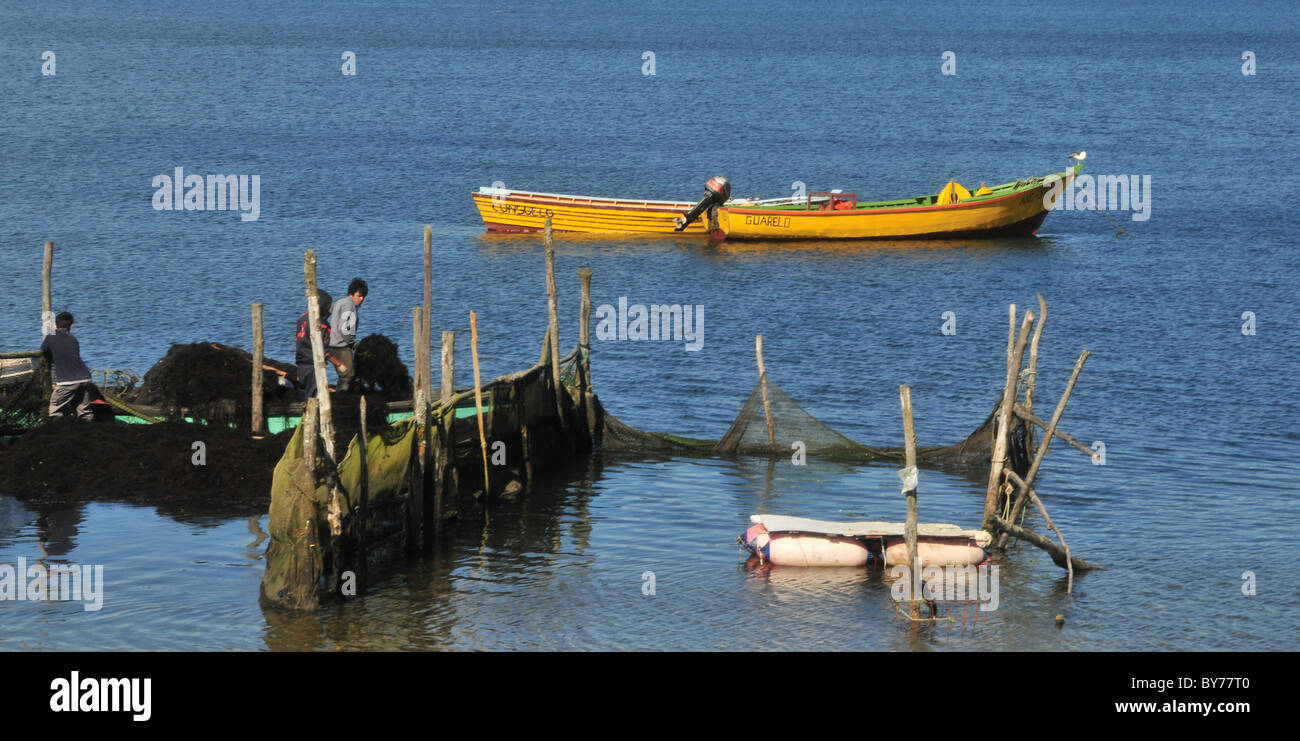 Drei Fischer laden schwarze Algen in einem kleinen Boot aus zwei net am Ufer Käfige, Gulfo de Quetalmahue, Chiloé Insel, Chile Stockfoto