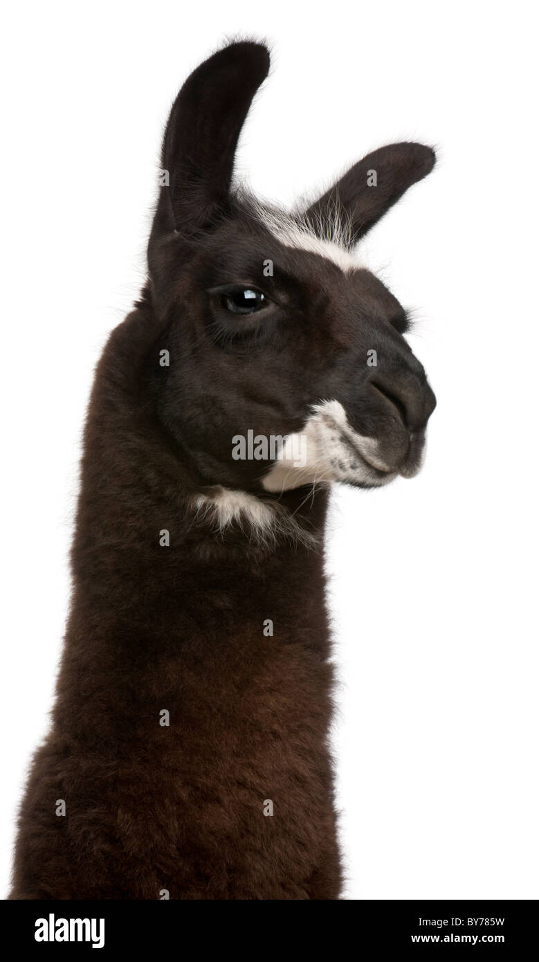 Lama, Lama Glama, vor weißem Hintergrund Stockfoto