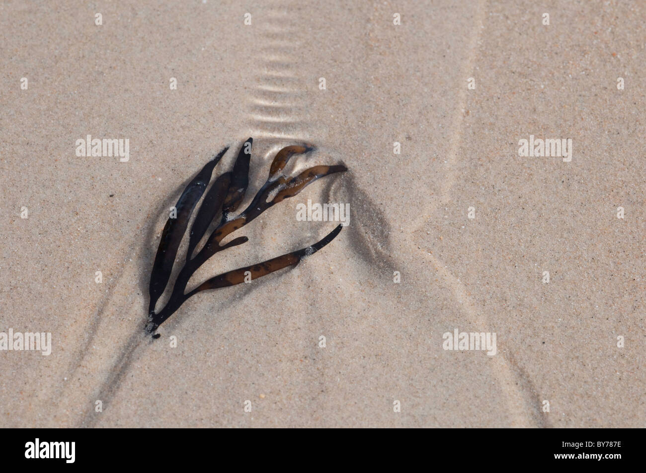 Algen und Muster in den sand Stockfoto