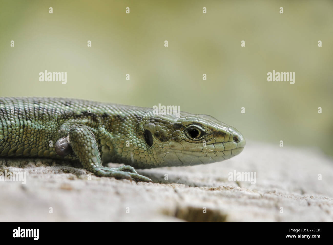 Nahaufnahme der Kopf von Sand Eidechse Lacerta Agilis Aalen Stockfoto