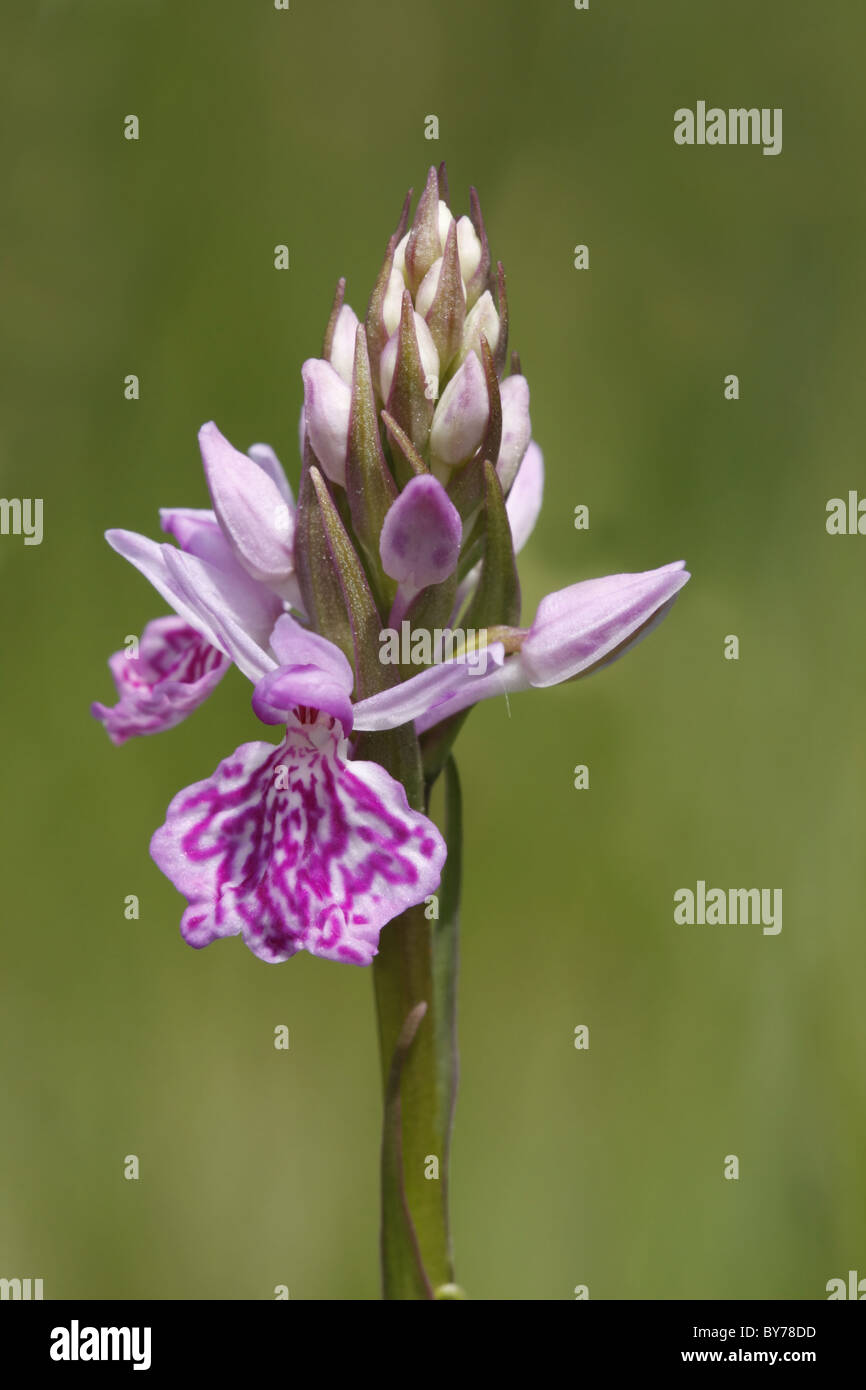 Heide gesichtet Orchidee Dactylorhiza maculata Stockfoto