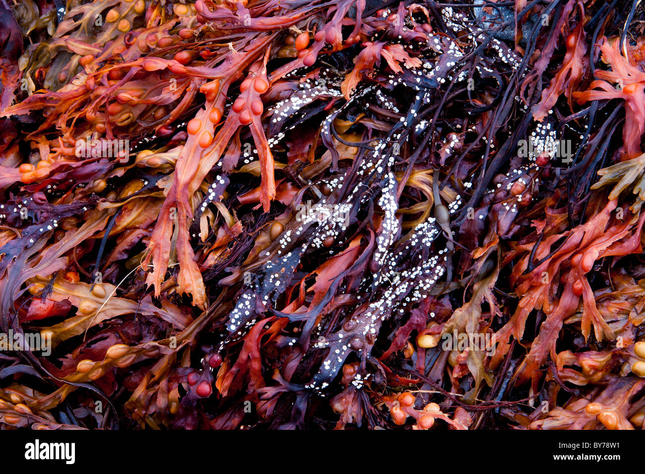 Tiefe farbige Algen bei Ebbe Stockfoto