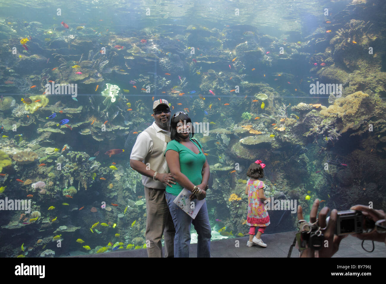 Atlanta Georgia, Pemberton Place, Georgia Aquarium, Habitat, Meeresleben, Fisch, Riff, Tropical-Taucher-Ausstellung, Schwarze Schwarze Afrikaner ethnisch Stockfoto