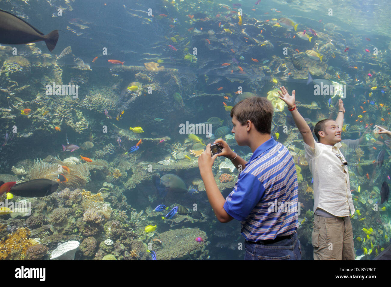 Atlanta Georgia, Pemberton Place, Georgia Aquarium, Habitat, Meeresleben, Fisch, Riff, Tropical-Taucher-Ausstellung, Erwachsene Erwachsene Männer Männer männlich, junger Erwachsener Stockfoto