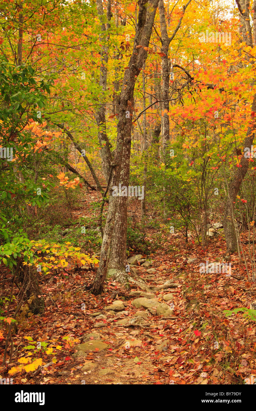 Pinhoti Trail, Cheaha Wildnis, Talladega National Forest, Delta, Alabama, USA Stockfoto