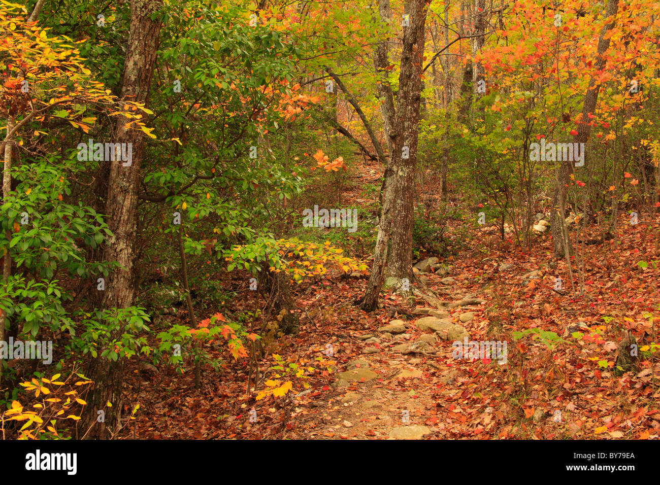Pinhoti Trail, Cheaha Wildnis, Talladega National Forest, Delta, Alabama, USA Stockfoto
