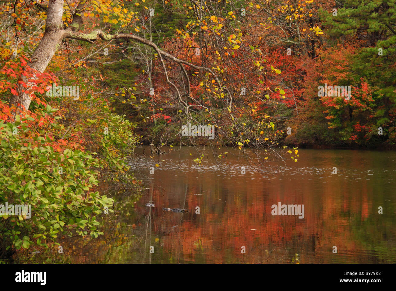 See im DeSoto Fälle, DeSoto State Park, Fort Payne, Alabama, USA Stockfoto