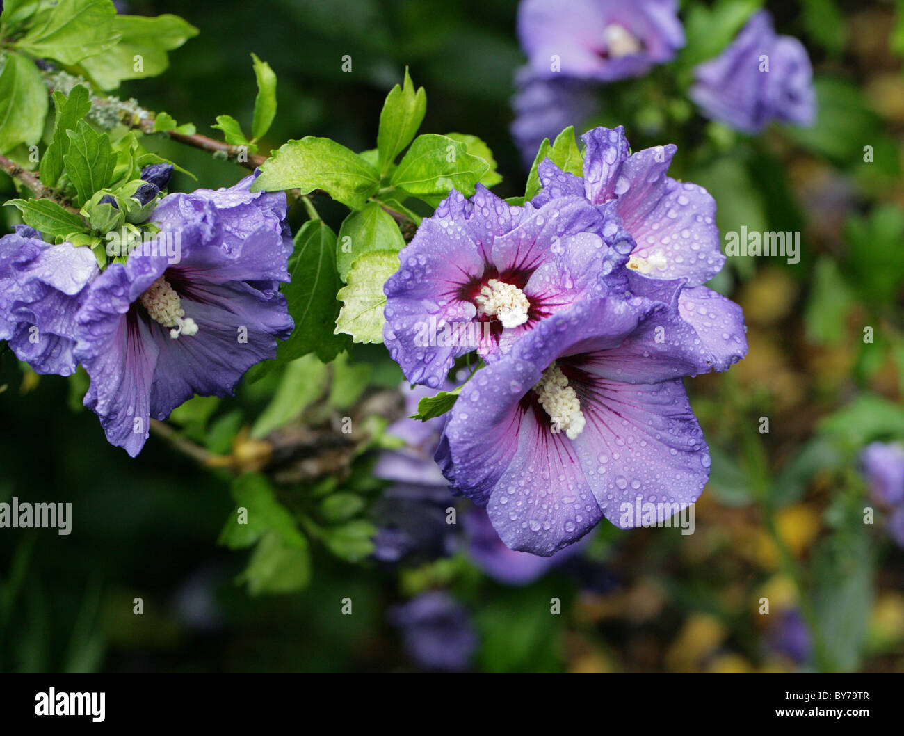 Blauer Hibiskus, Hibiscus Syriacus 'Blue Bird', Malvaceae, Asien. Aka Rose von Sharon, Strauch Althea und Rose von Althea. Stockfoto