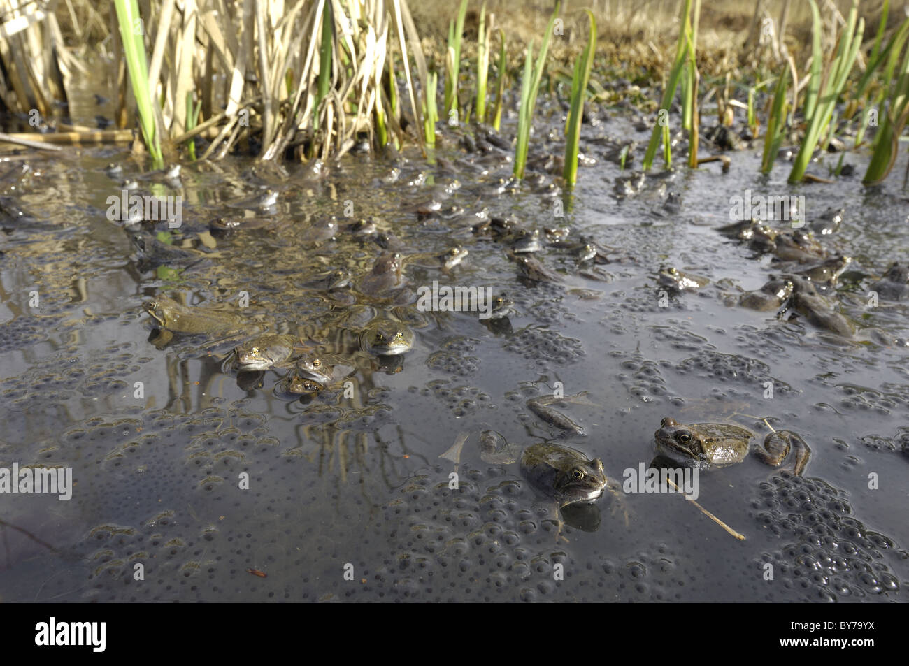 Grasfrosch (Rana Temporaria) im Teich zur Paarung treffen Stockfoto