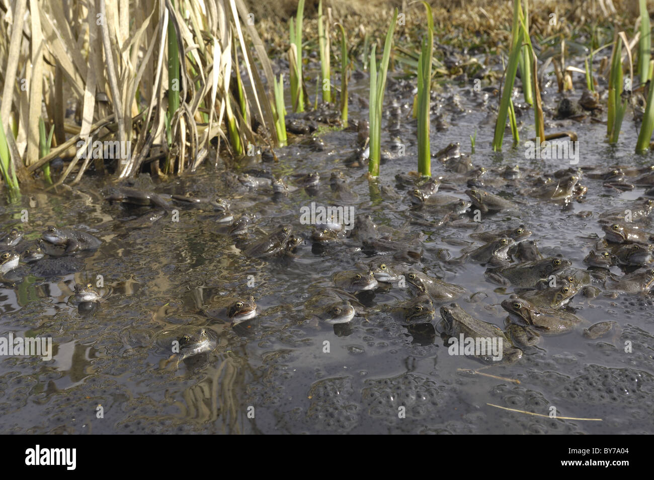 Grasfrosch (Rana Temporaria) im Teich zur Paarung treffen Stockfoto