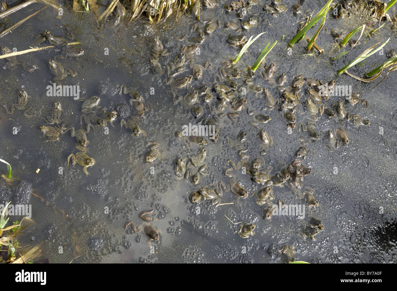 Grasfrosch (Rana Temporaria) im Teich zur Paarung treffen Stockfoto