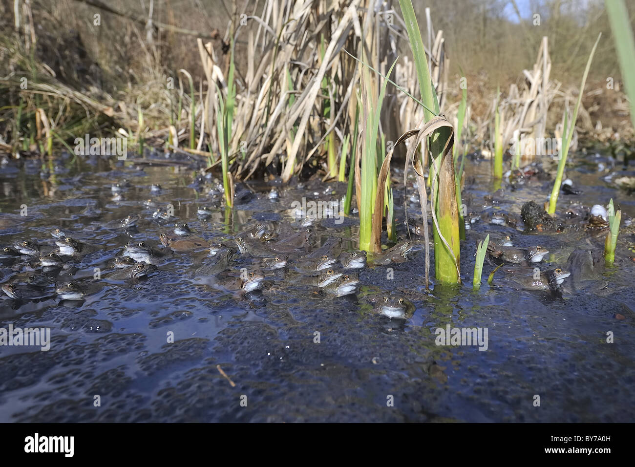 Grasfrosch (Rana Temporaria) im Teich zur Paarung treffen Stockfoto