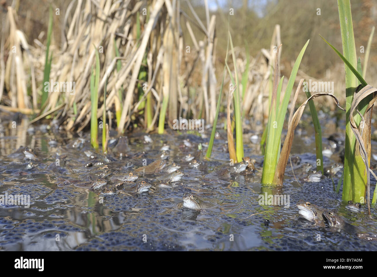 Grasfrosch (Rana Temporaria) im Teich zur Paarung treffen Stockfoto