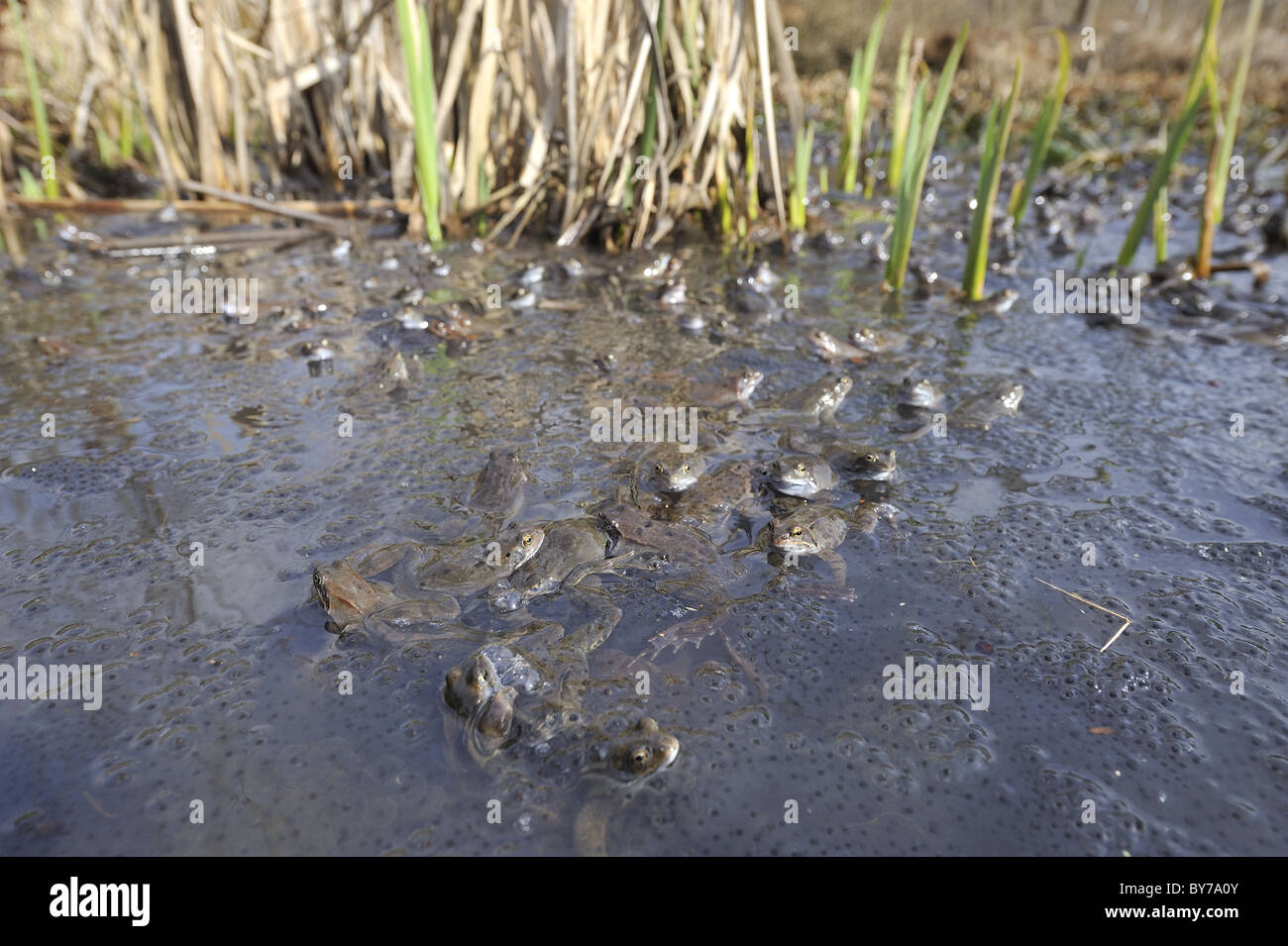 Grasfrosch (Rana Temporaria) im Teich zur Paarung treffen Stockfoto