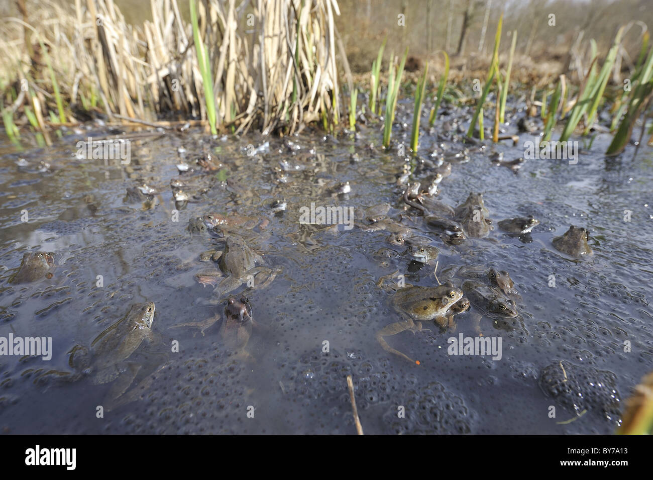 Grasfrosch (Rana Temporaria) im Teich zur Paarung treffen Stockfoto
