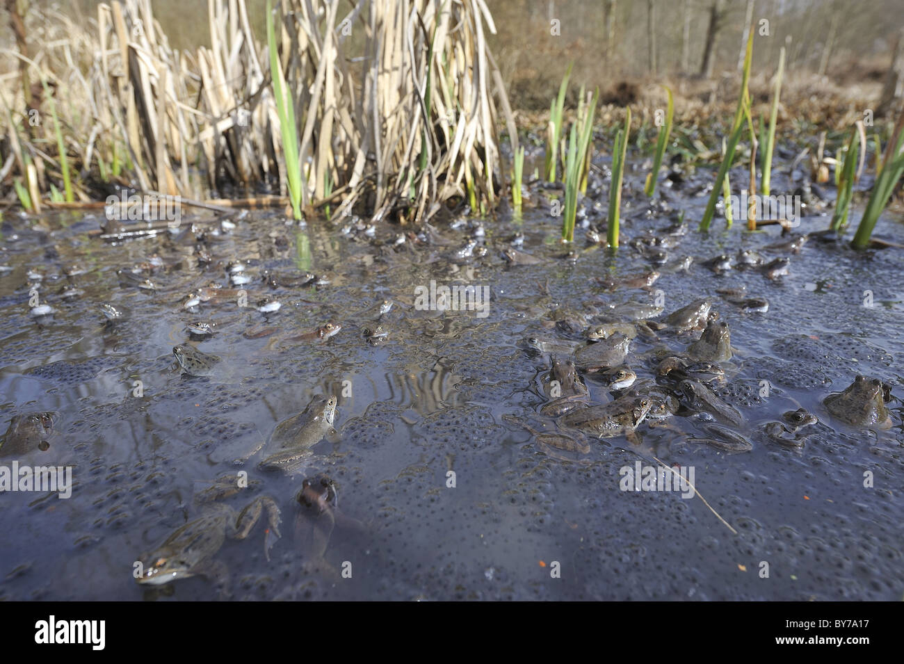 Grasfrosch (Rana Temporaria) im Teich zur Paarung treffen Stockfoto