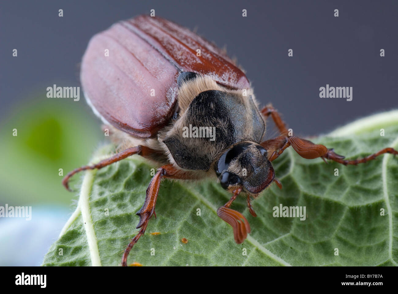 Erwachsenen Maikäfer Stockfoto