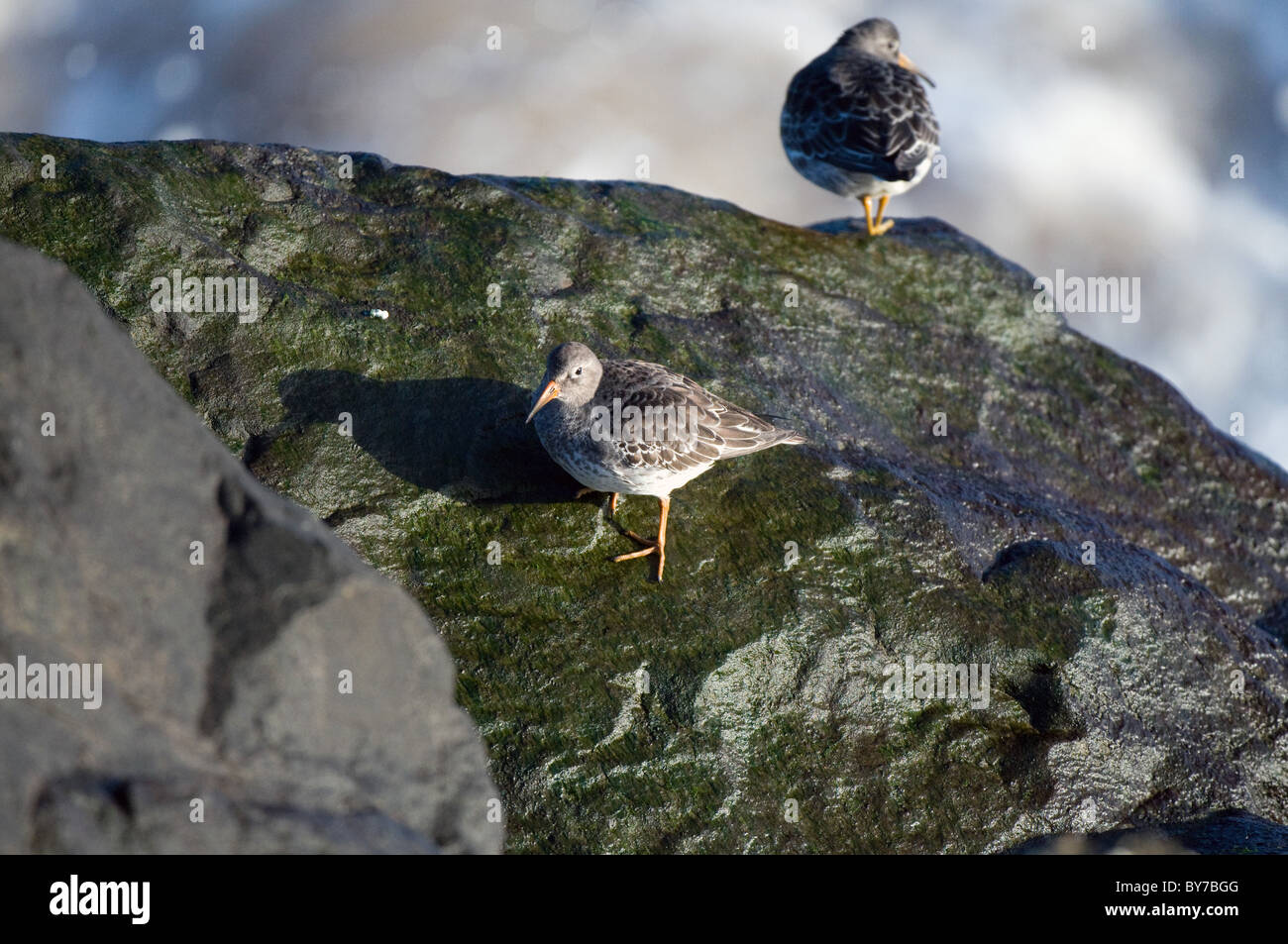 Paar von lila Strandläufer Stockfoto