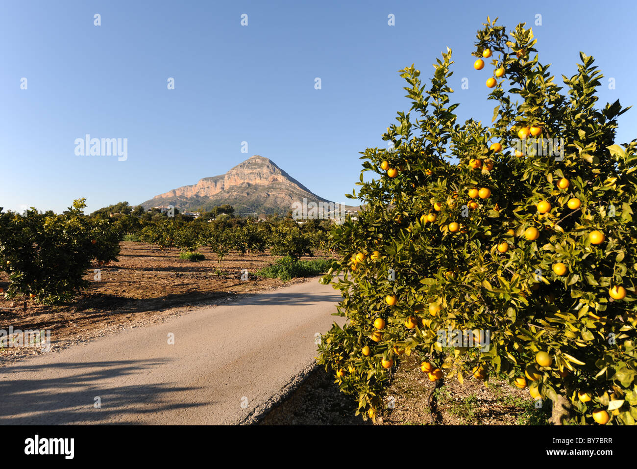 Straße durch orange Obstgarten, Javea / Xabia, Provinz Alicante, Valencia, Spanien Stockfoto