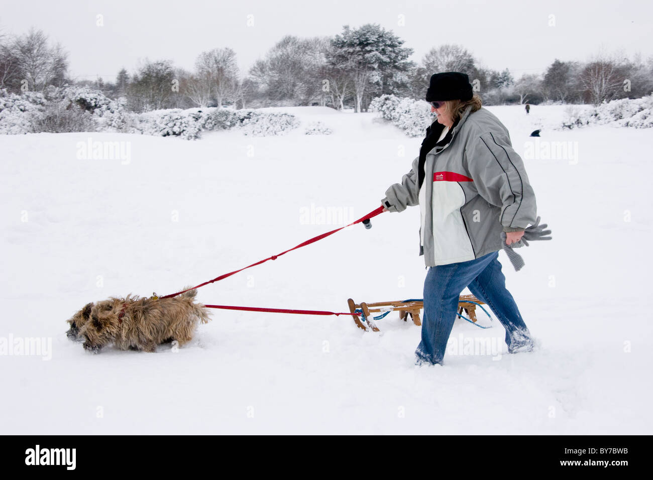 Reife Frau, Wandern im Schnee mit zwei Cairn Terrier Hunde, die einen Schlitten ziehen Stockfoto