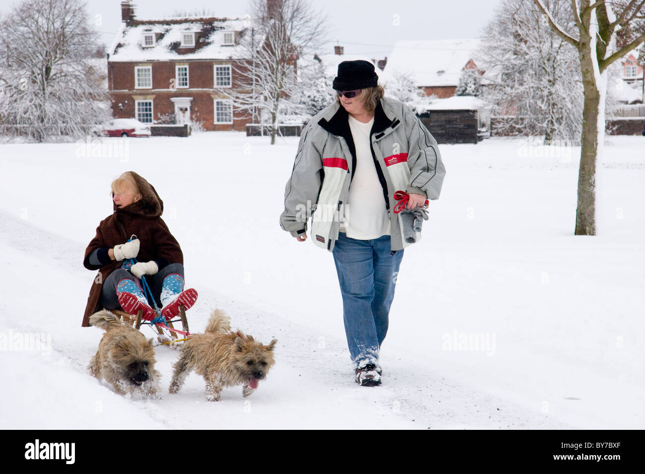 Zwei Reife Frauen mit zwei Cairn Terrier Hunde, die einen Schlitten in den Schnee ziehen Stockfoto