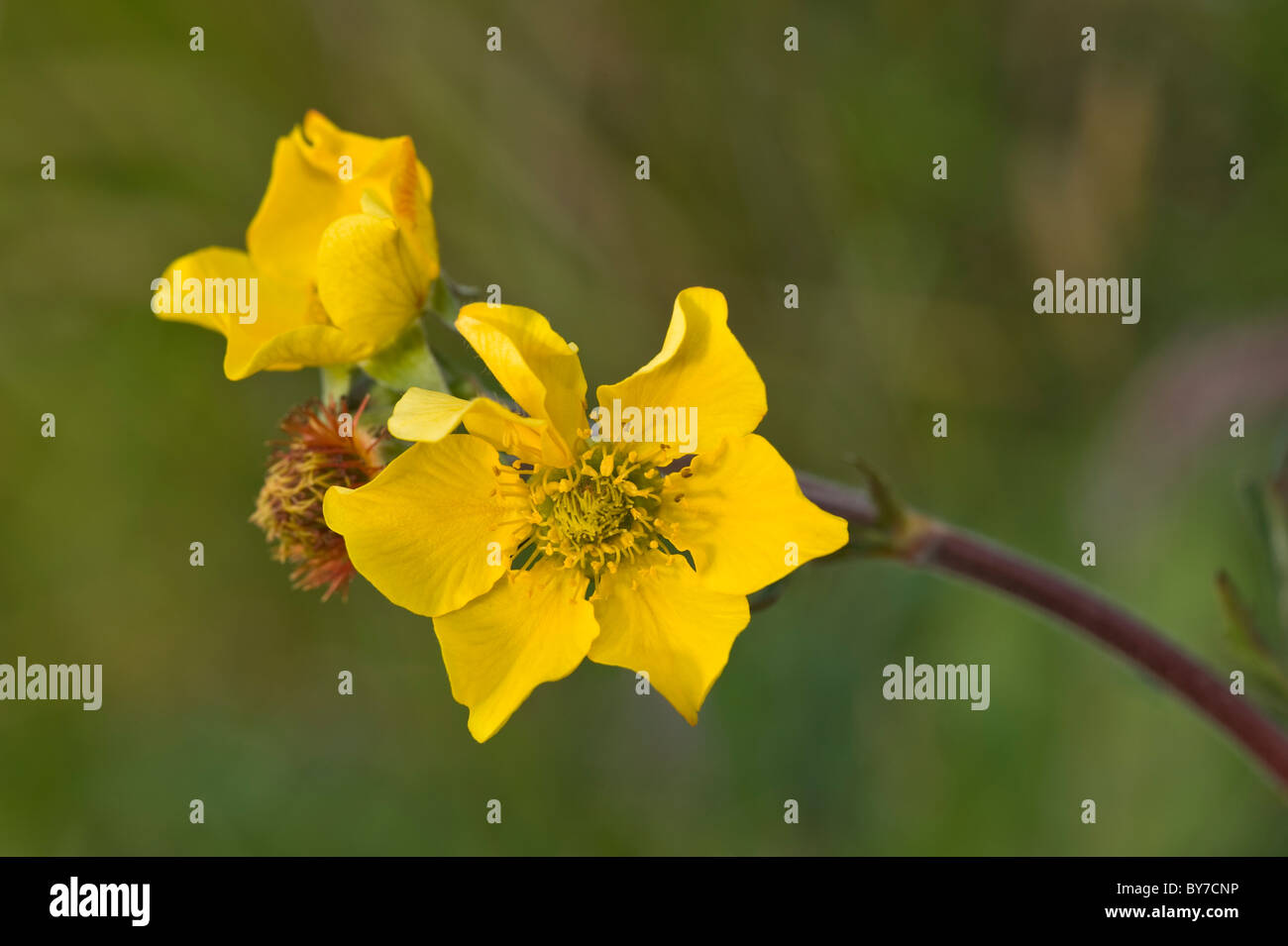 Geum Meagellanicum Blumen Wulaia Bucht Canal Murray Tierra del Fuego Archipel der südlichen Chile Südamerika Stockfoto