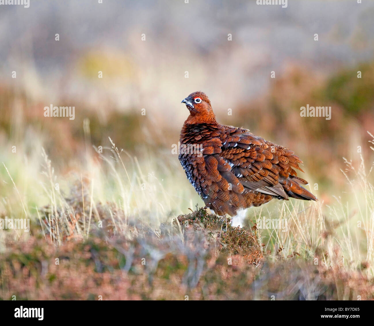 Moorschneehühner aufgeplustert um warm zu halten Stockfoto