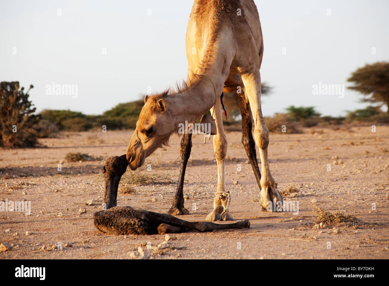 New Born Camel Stockfotos und -bilder Kaufen - Alamy